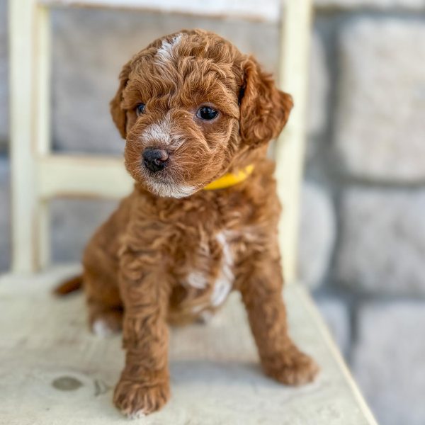 f1b cavapoo