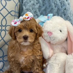 cavapoo puppy