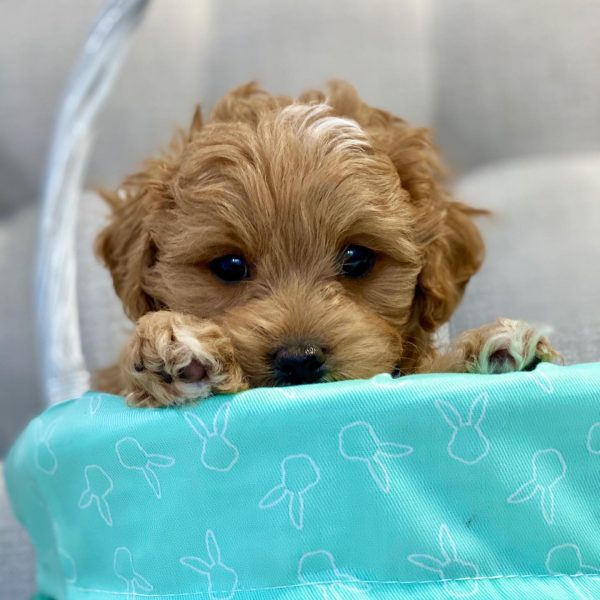 cavapoo lifespan