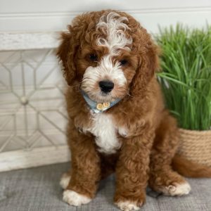 full-grown cavapoo