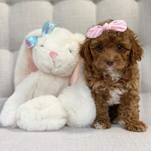 Miniature Cavapoo puppies for sale