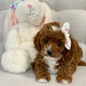 cavapoo for sale