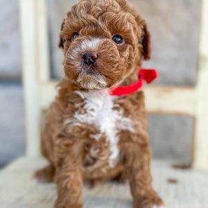 cavapoo dog