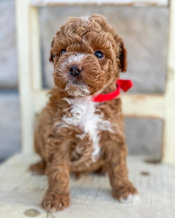 cavapoo