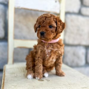 toy cavapoo