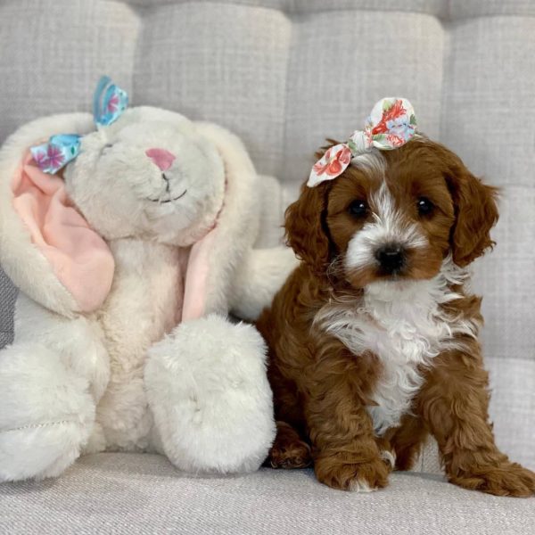 Cavapoo puppies