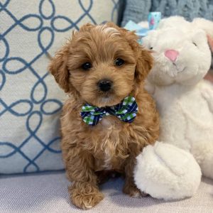 cavapoo dogs