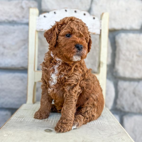 Adorable Cavapoo Puppies For Sale