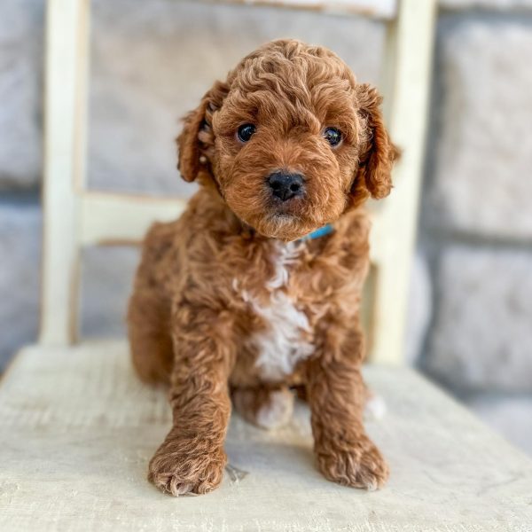 mini cavapoo