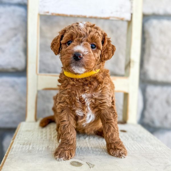 f1b cavapoo