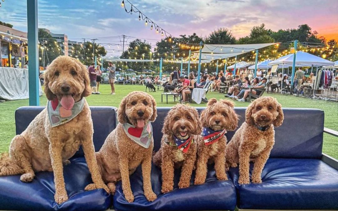 Cavapoo Popularity as Therapy and Service Dogs