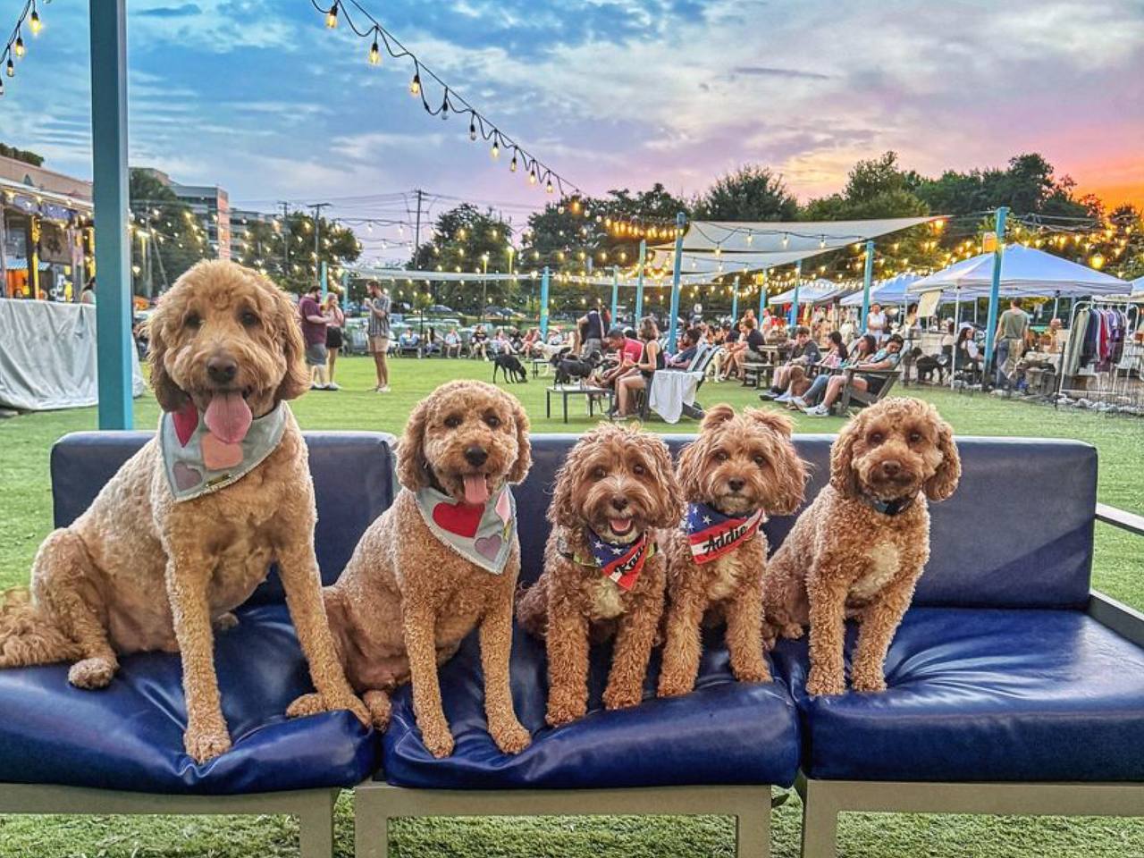 Cavapoo Popularity as Therapy and Service Dogs