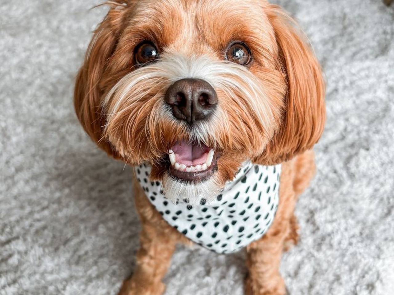 Separation Anxiety in Cavapoo Puppies