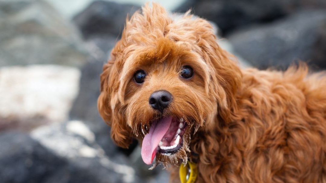 The Ultimate Guide To Training a Cavapoo Puppy