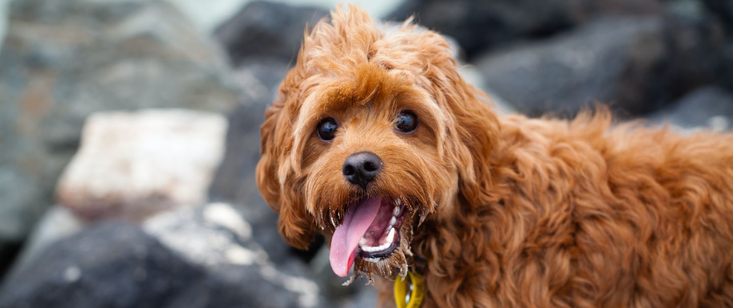 The Ultimate Guide To Training a Cavapoo Puppy