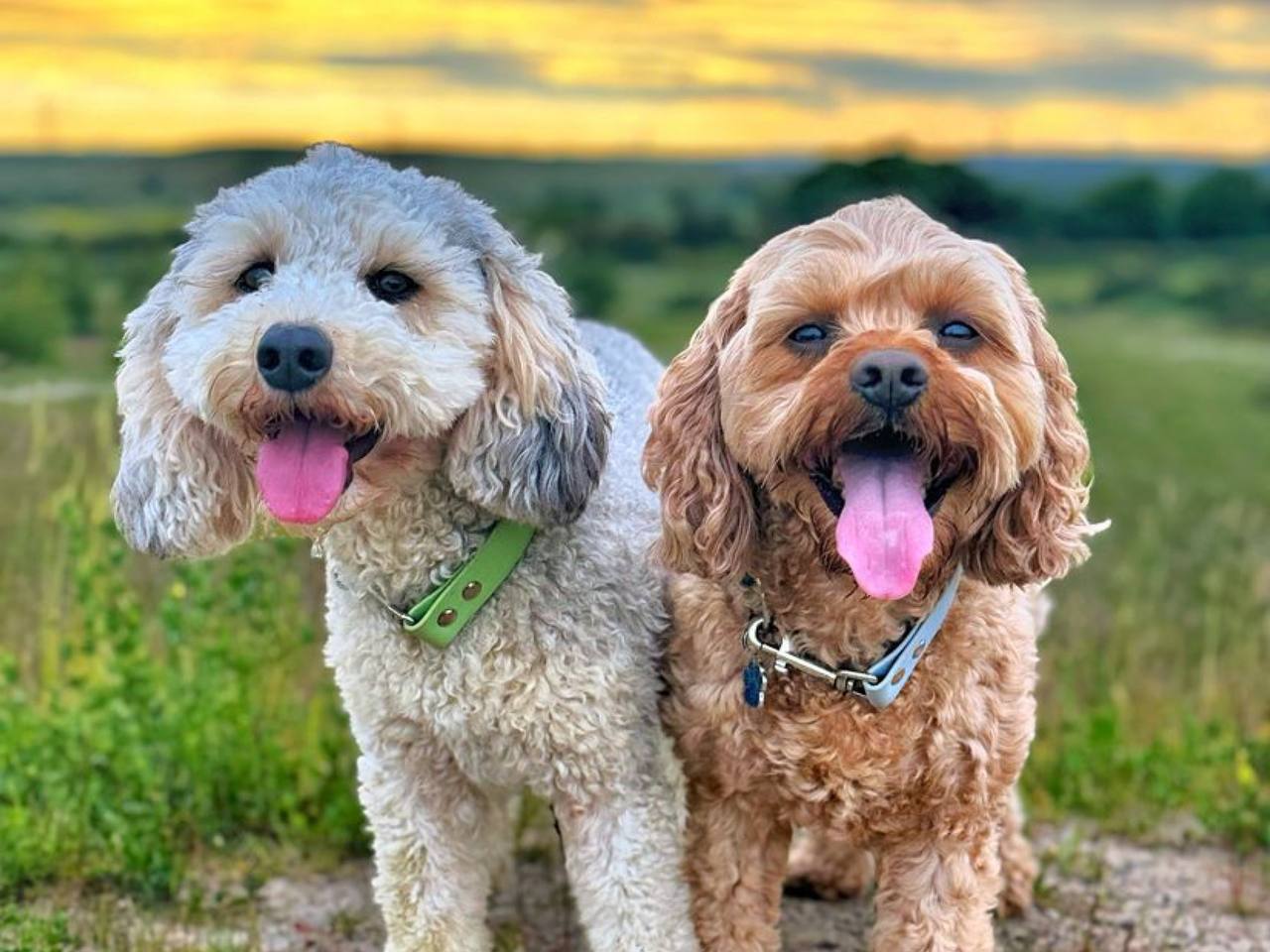 Cavapoo Full Grown Activity Level and Adaptability