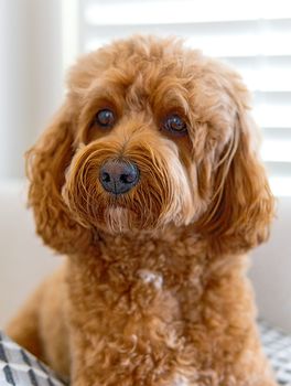 Cavapoo Lifespan