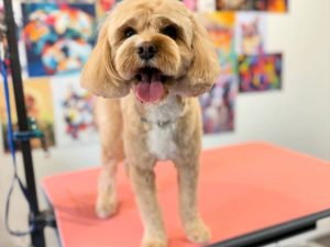 Cavapoo Breed Guide