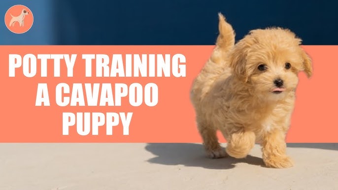 Training Tips for Cavapoos