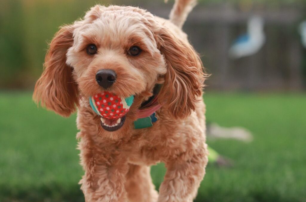 Cavapoo For First-Time Owners