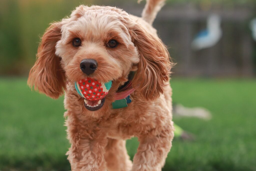 Cavapoo For First-Time Owners