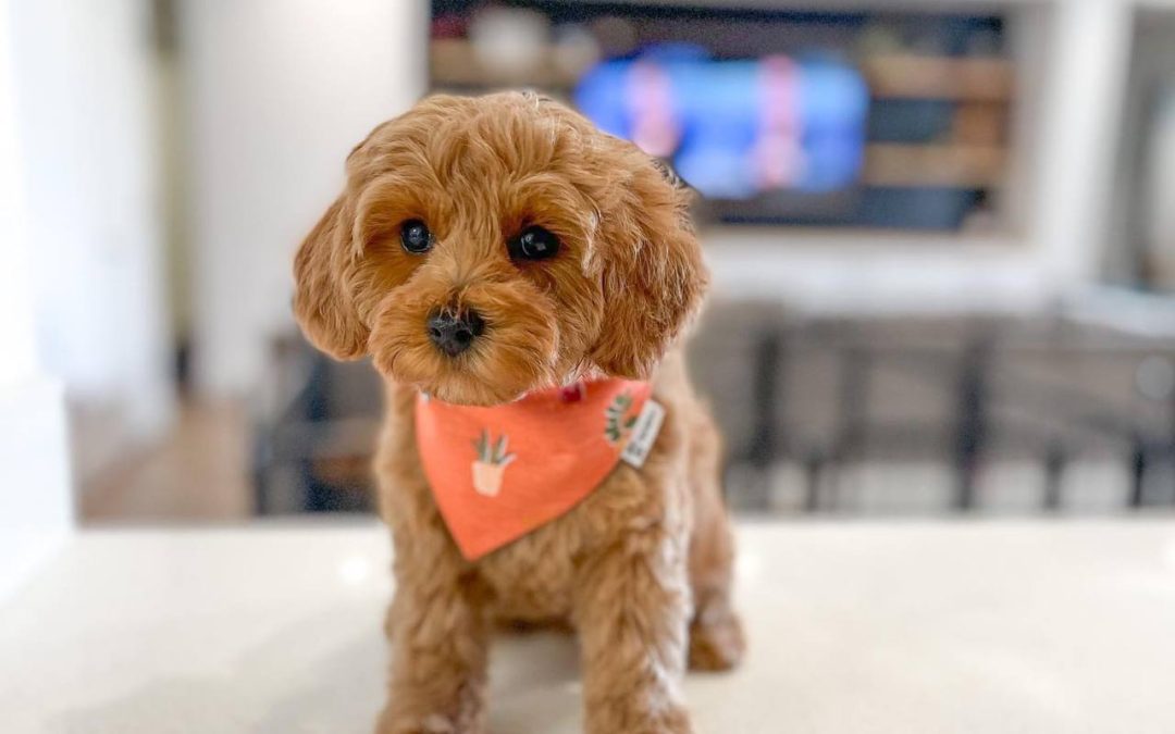 What is a Cavapoo?