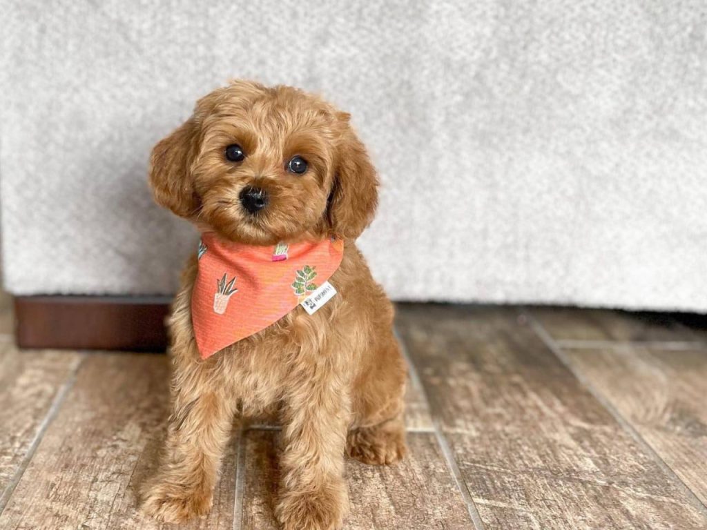 What is a Cavapoo Like with Children?