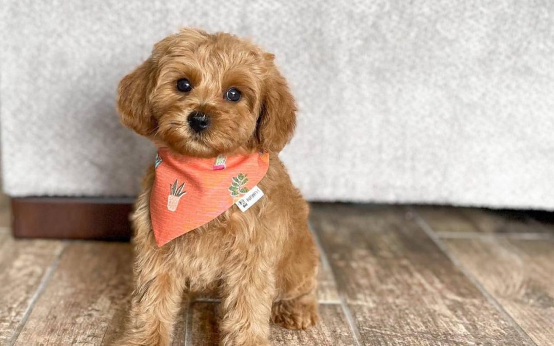 What is a Cavapoo Like with Children?