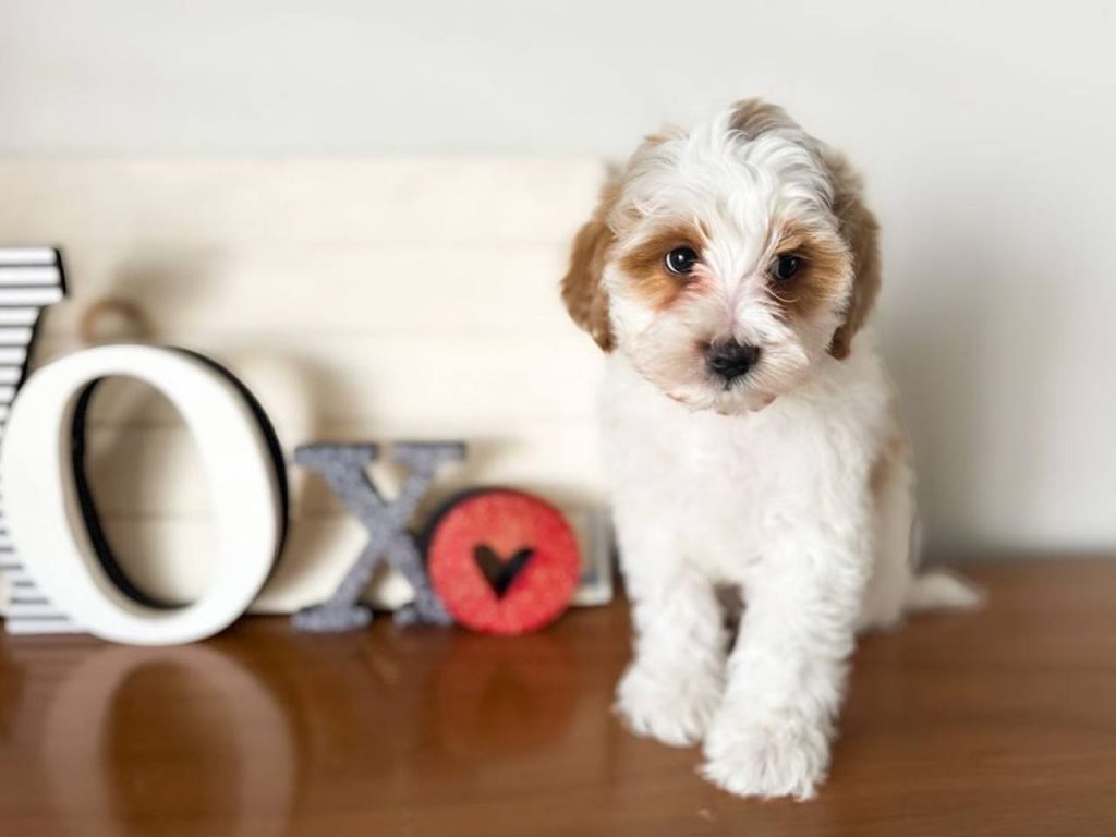 Cavapoo Temperament and Hypoallergenic Qualities