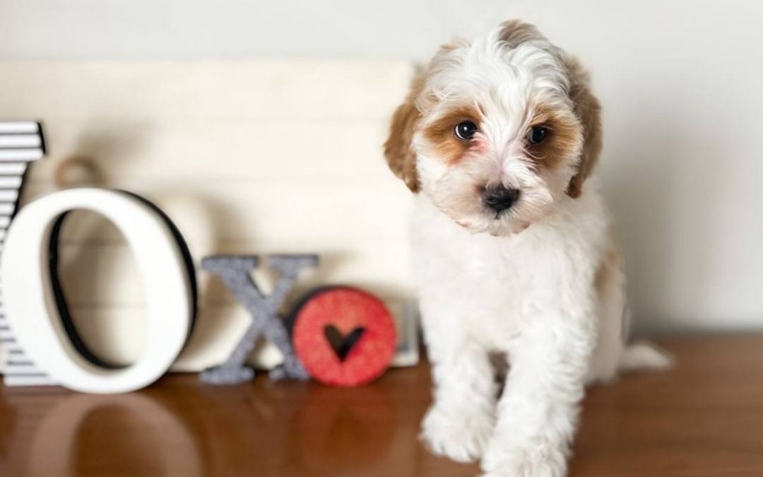 Cavapoo Temperament and Hypoallergenic Qualities