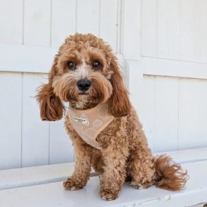 Seasonal Care Tips for Cavapoos