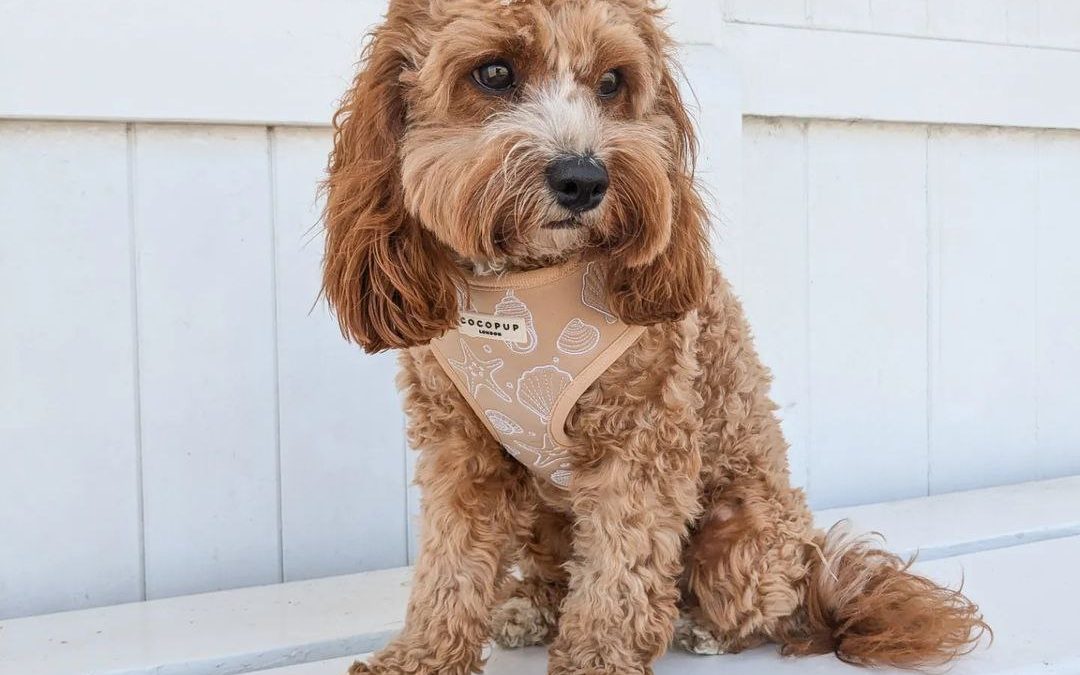 10 Essential Tips for Cavapoo Puppy Care: The Ultimate Guide for New Owners