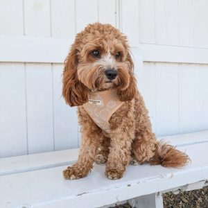 cavapoo puppy care