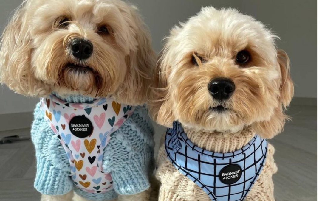 Cavapoo Outfits: Adorable Clothes For Your Cavapoo Puppy