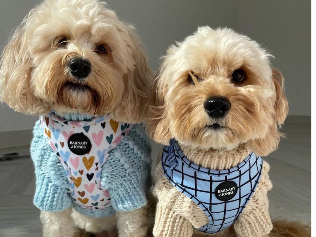 Cavapoo Outfits: Adorable Clothes For Your Cavapoo Puppy