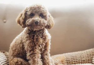 Cavapoo Breed Guide