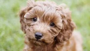 cavapoo breed guide