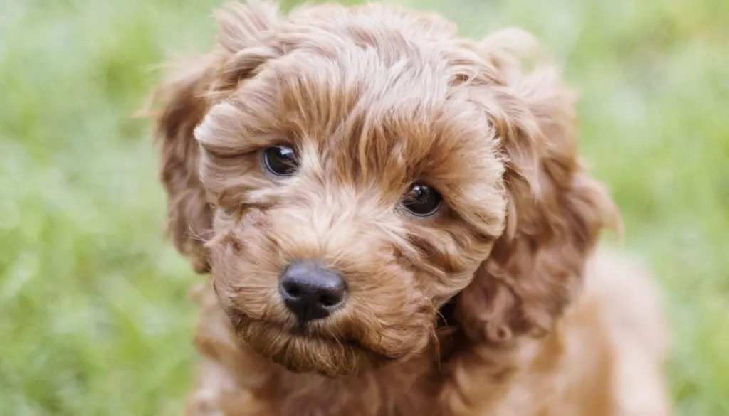 is a cavapoo a good dog?