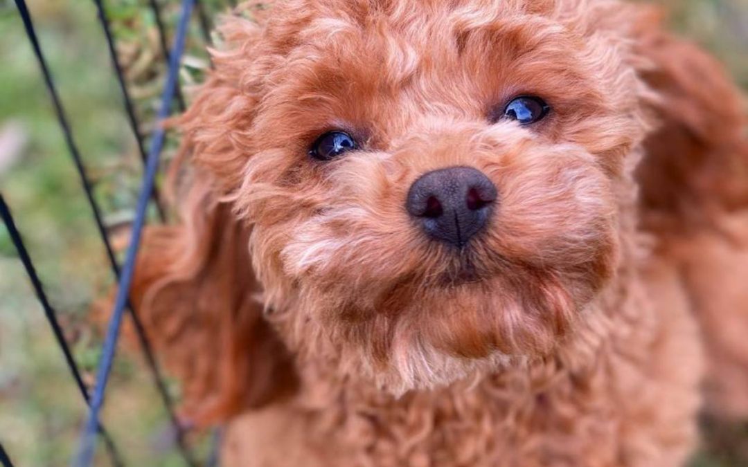 How To Socialize a Cavapoo Puppy