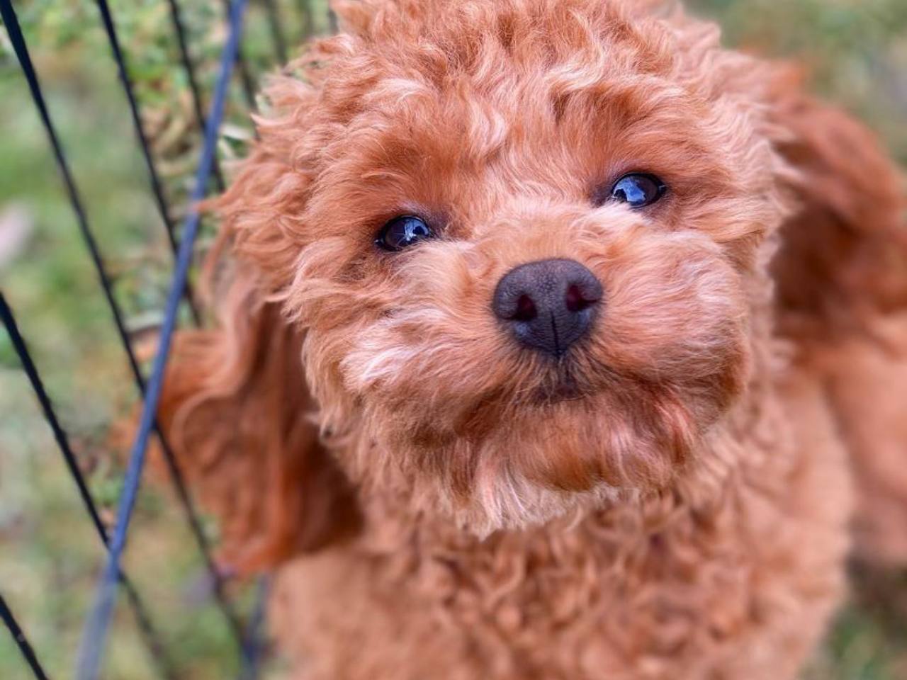 How To Socialize a Cavapoo Puppy