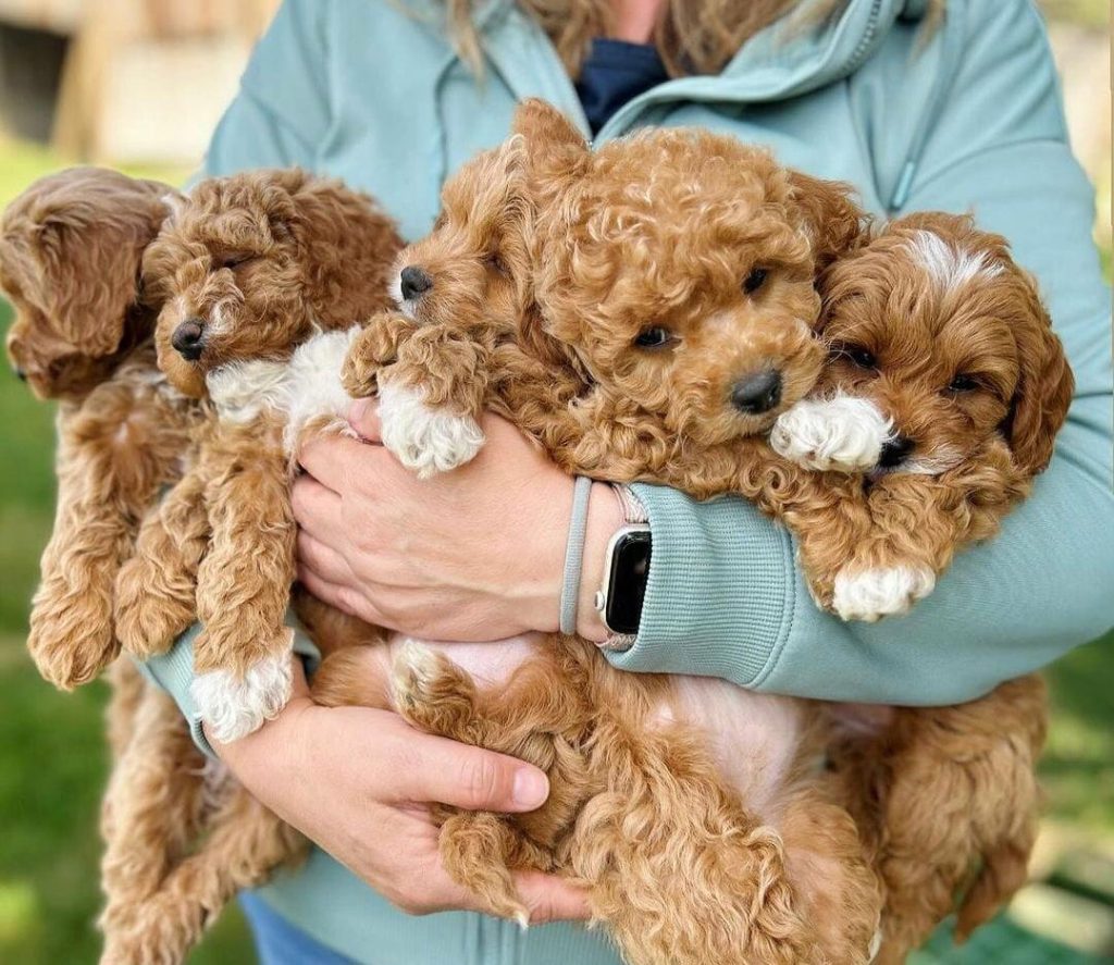 Choosing The Perfect Cavapoo Breeder