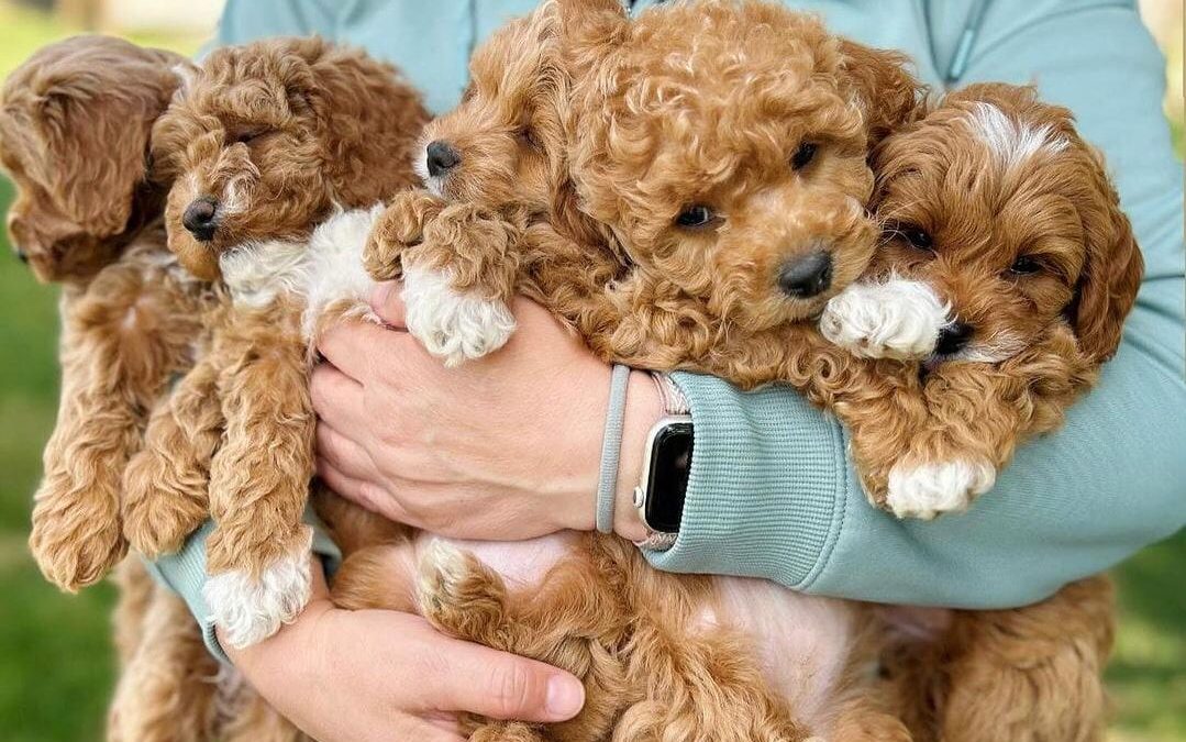 Choosing The Perfect Cavapoo Breeder