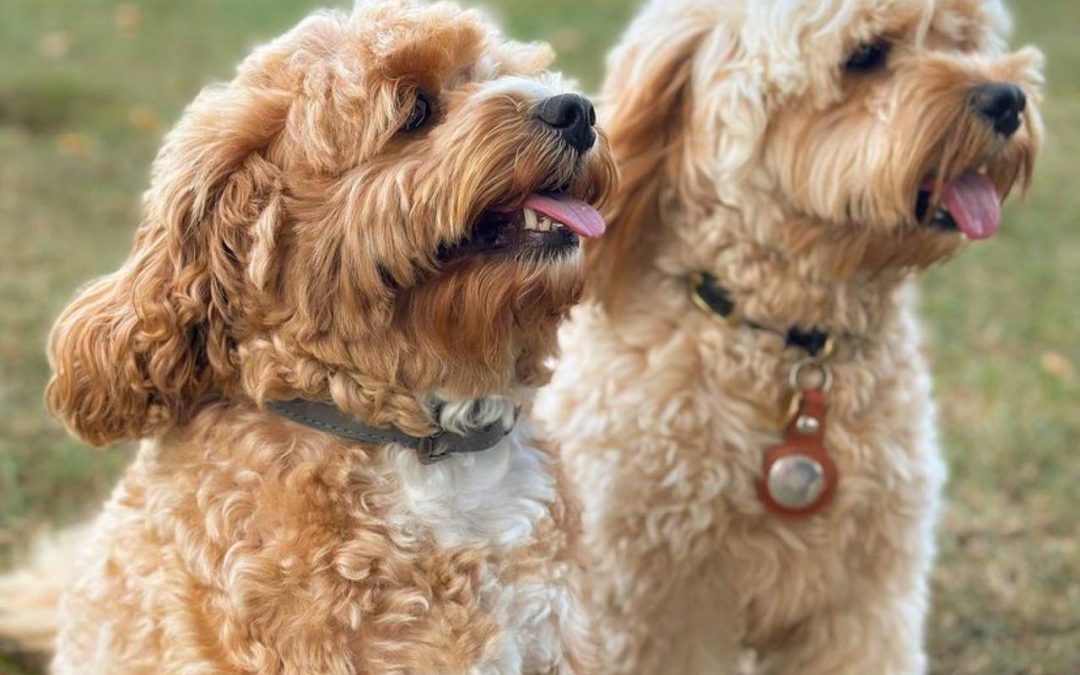 How To Stop a Cavapoo From Barking