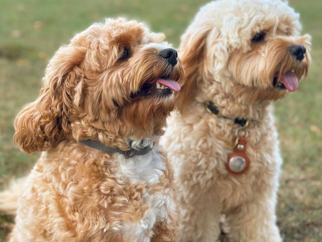 How To Stop a Cavapoo From Barking