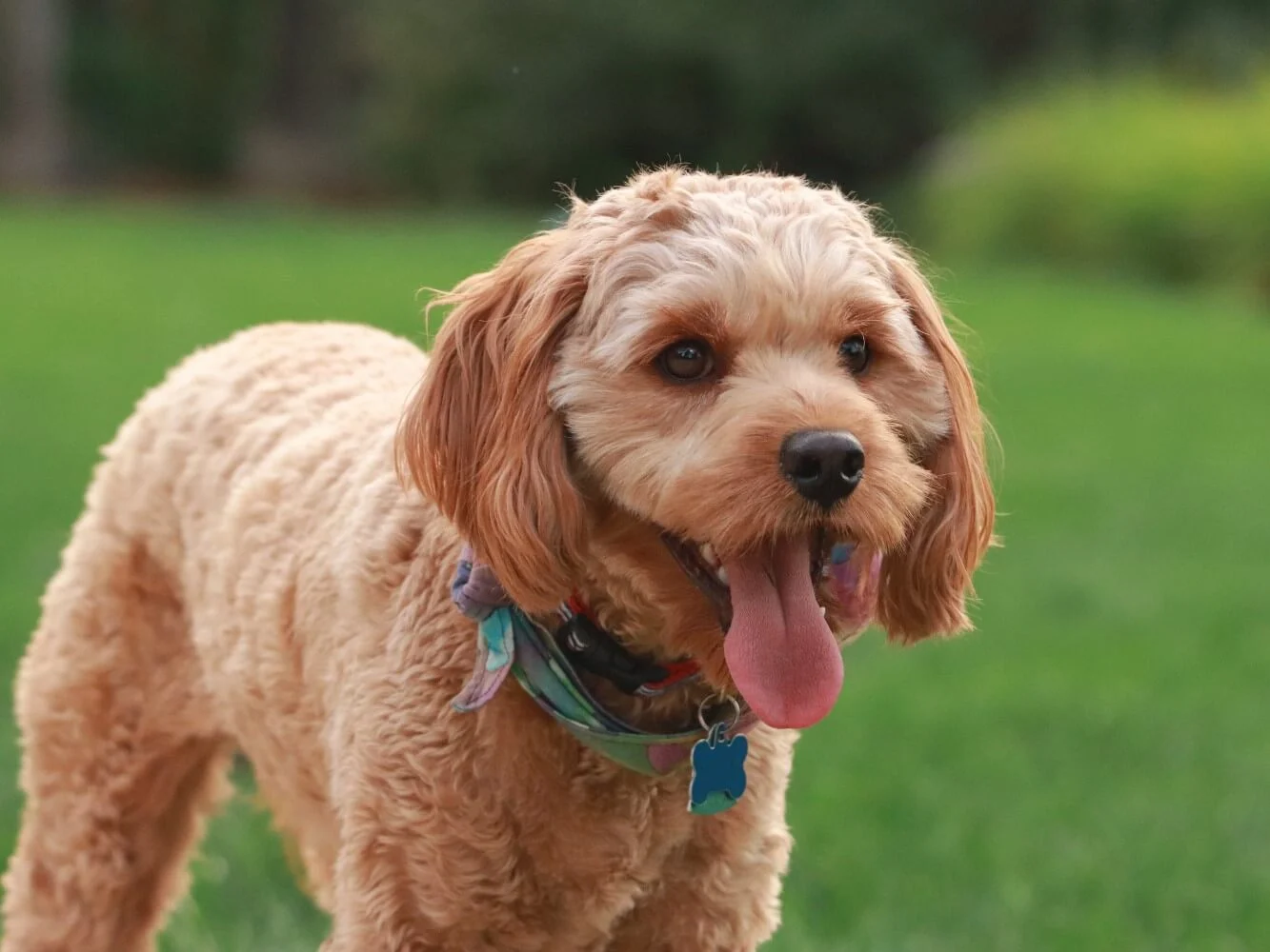 how big do cavapoos get?