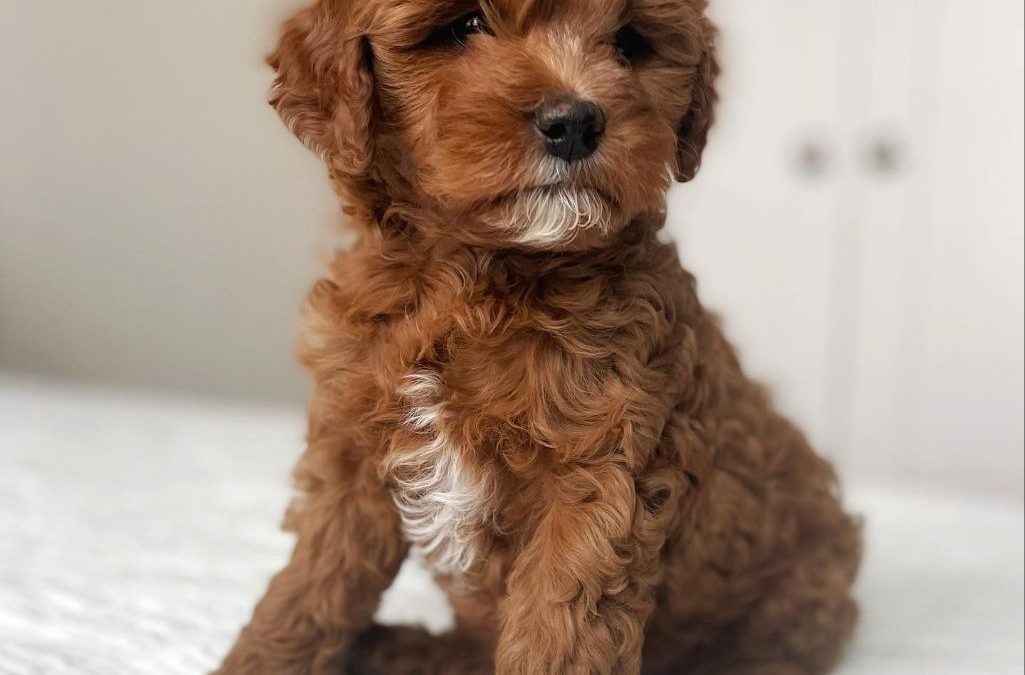 Meet Randy – Cavapoo Puppies For Sale Near Me