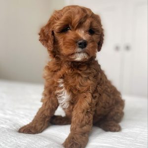 Cavapoo Puppies For Sale Near Me