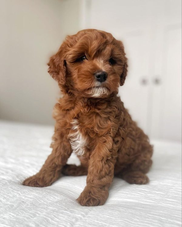 Cavapoo Puppies For Sale Near Me