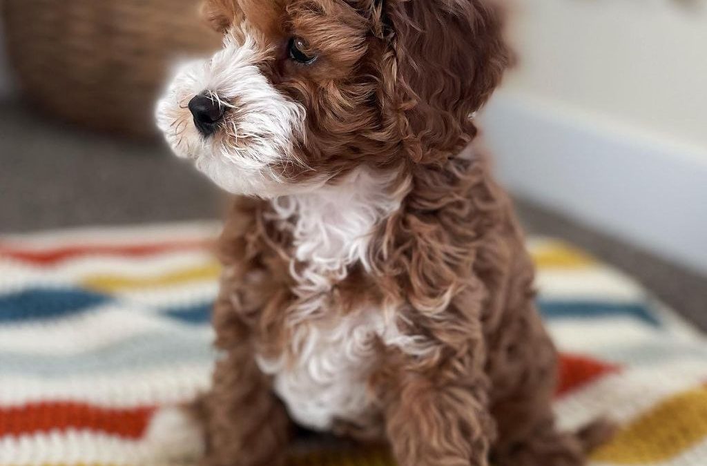 Meet Sam – Cavapoo Puppies Near Me For Sale