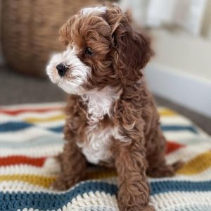 mini cavapoo